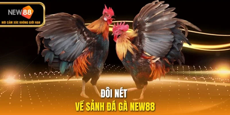 Đôi nét về sảnh đá gà NEW88