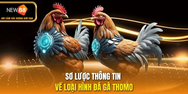 Sơ lược thông tin về loại hình đá gà thomo