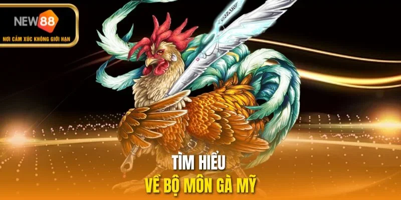 Tìm hiểu về bộ môn gà Mỹ